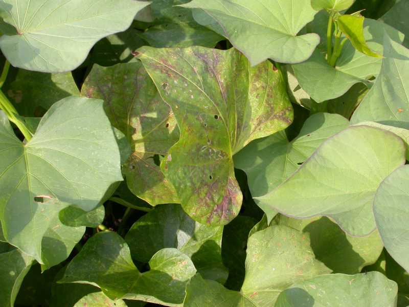 Nutrient Deficiencies